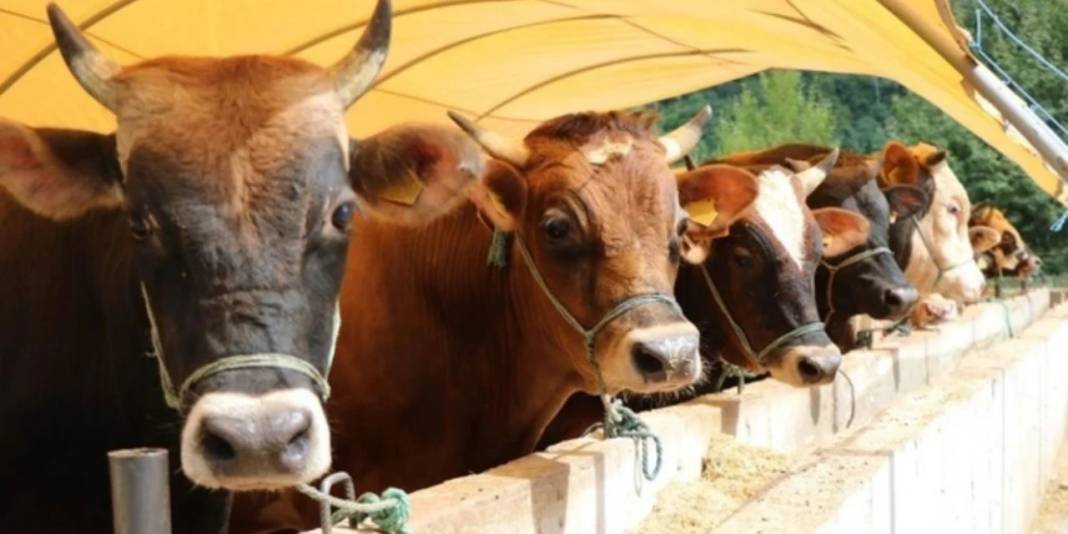 Et ve Süt Kurumu satılmayan kurbanlıklar için fiyat listesini yayımladı 1